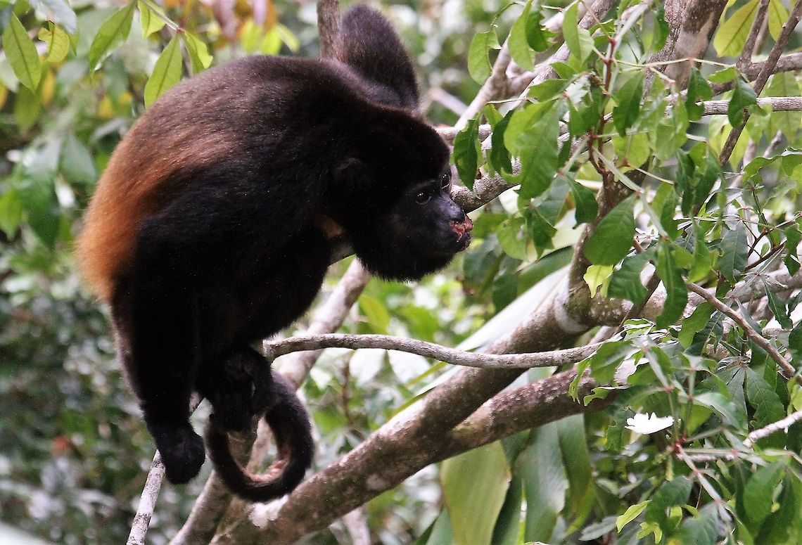 Mantled Howler with comic moustache At La Cusinga Alouatta palliata,Costa Rica,Mantled howler,Uvita