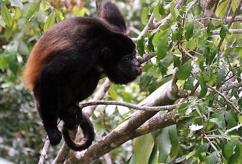 Mantled Howler with comic moustache At La Cusinga Alouatta palliata,Costa Rica,Mantled howler,Uvita