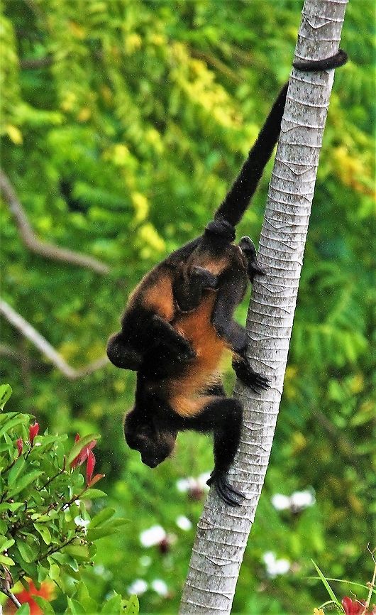 Mantled Howler, mother & juvenile descending cecropia What goes up, must come down Alouatta palliata,Costa Rica,Mantled howler,Uvita