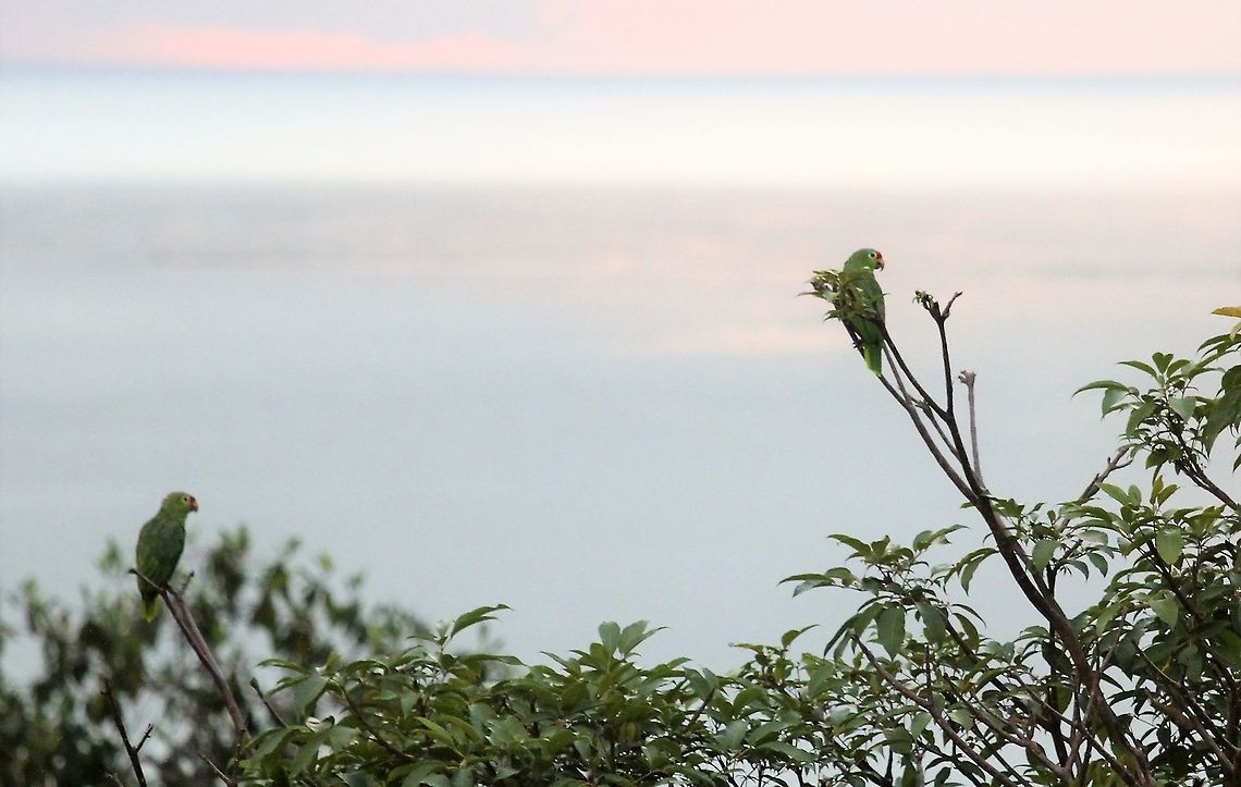 Crimson-fronted Parakeet At La Cusinga, after sunset Costa Rica,Finsch's parakeet,Psittacara finschi,uvita