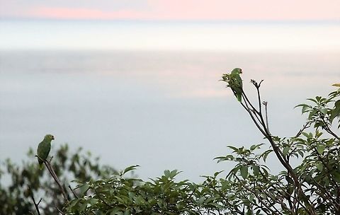 Crimson-fronted Parakeet At La Cusinga, after sunset Costa Rica,Finsch's parakeet,Psittacara finschi,uvita