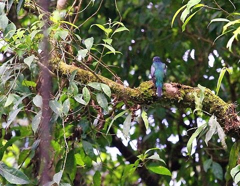 Slaty-tailed Trogon A male spotted at La Selva Lodge Costa Rica,La Selva,Slaty-tailed Trogon,Trogon massena