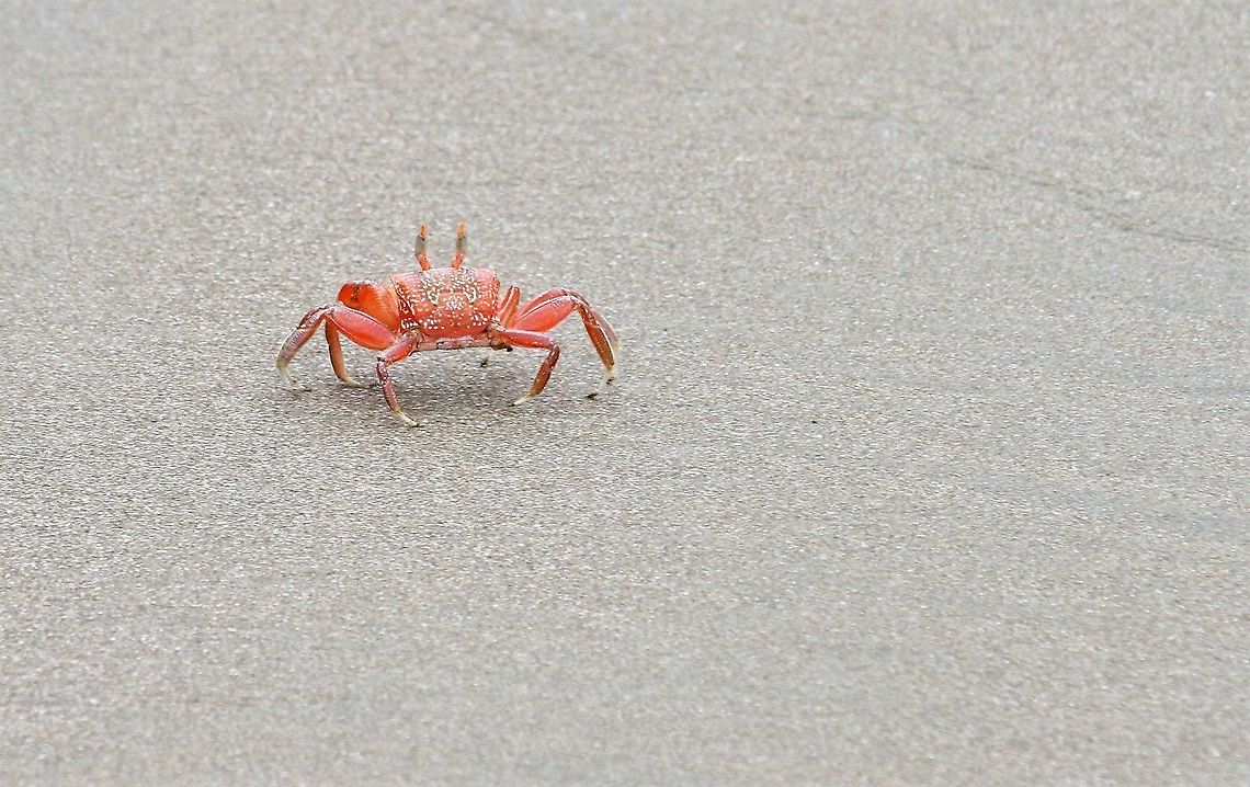 Painted Ghost Crab From the pacific beaches of Marino Ballena NP Costa Rica,Marino Ballena NP,Ocypode gaudichaudii,Painted Ghost Crab,Uvita