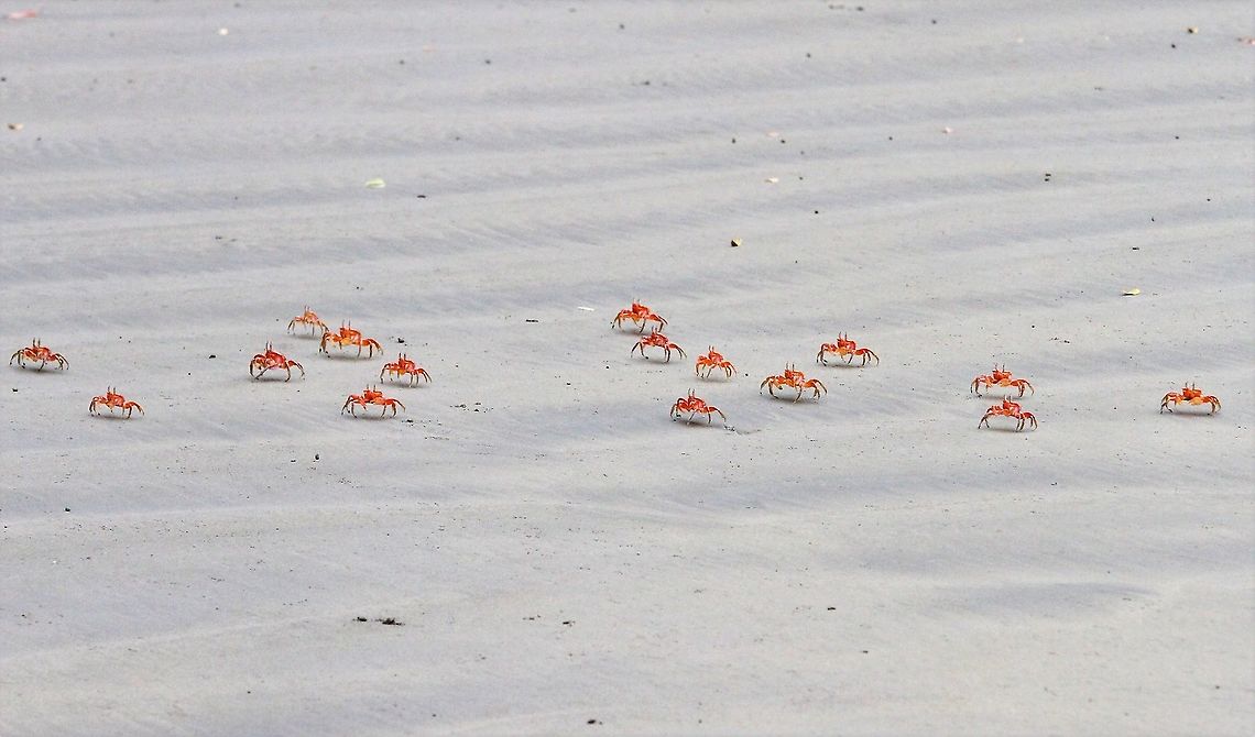 Painted Ghost crabs Formation dancing crabs Costa Rica,Marino Ballena NP,Ocypode gaudichaudii,Painted Ghost Crab,Uvita