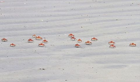 Painted Ghost crabs Formation dancing crabs Costa Rica,Marino Ballena NP,Ocypode gaudichaudii,Painted Ghost Crab,Uvita