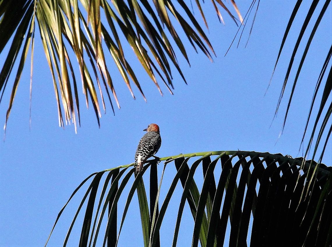 Red-crowned Woodpecker In the gardens of La Cusinga Costa Rica,Melanerpes rubricapillus,Red-crowned woodpecker,Uvita