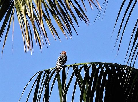 Red-crowned Woodpecker In the gardens of La Cusinga Costa Rica,Melanerpes rubricapillus,Red-crowned woodpecker,Uvita