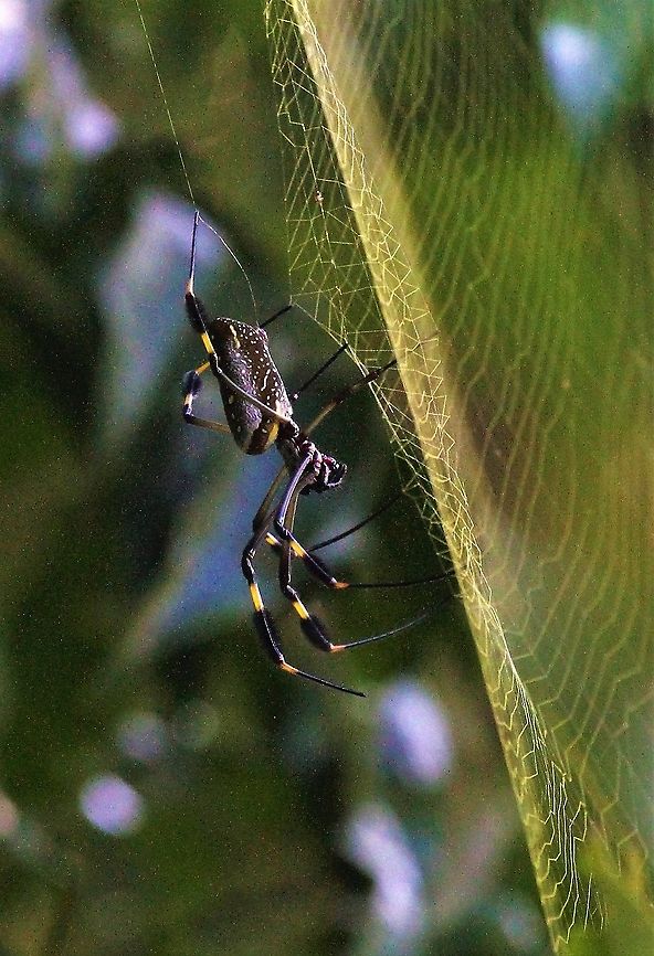Golden Orb Spider A big spider Costa Rica,Golden Orb-web Spider,Trichonephila clavipes,Uvita