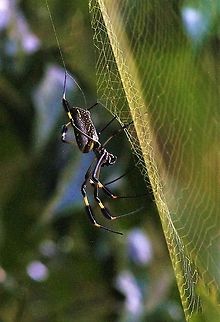 Golden Orb Spider A big spider Costa Rica,Golden Orb-web Spider,Trichonephila clavipes,Uvita