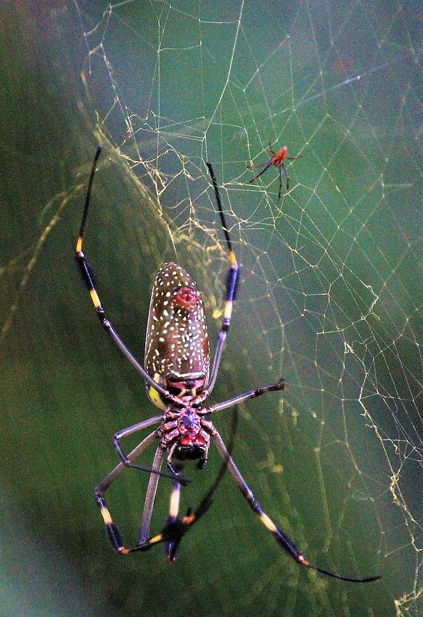 Golden Orb-weaver Spider, female and male Male &amp; female, note the disparity in size with the female dwarfing the male Costa Rica,Golden orb-weaver,Trichonephila clavipes,uvita