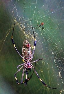 Golden Orb-weaver Spider, female and male Male & female, note the disparity in size with the female dwarfing the male Costa Rica,Golden orb-weaver,Trichonephila clavipes,uvita