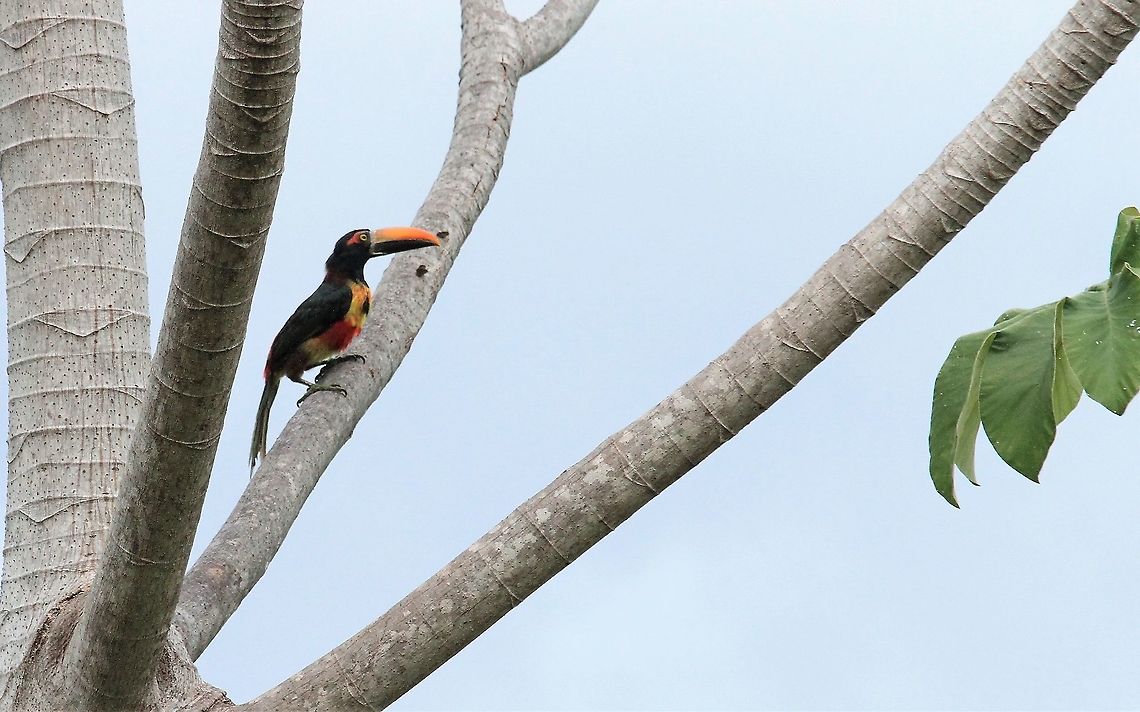Fiery-billed Aracari A dramatic looking aracari Costa Rica,Fiery-billed aracari,Pteroglossus frantzii,Uvita