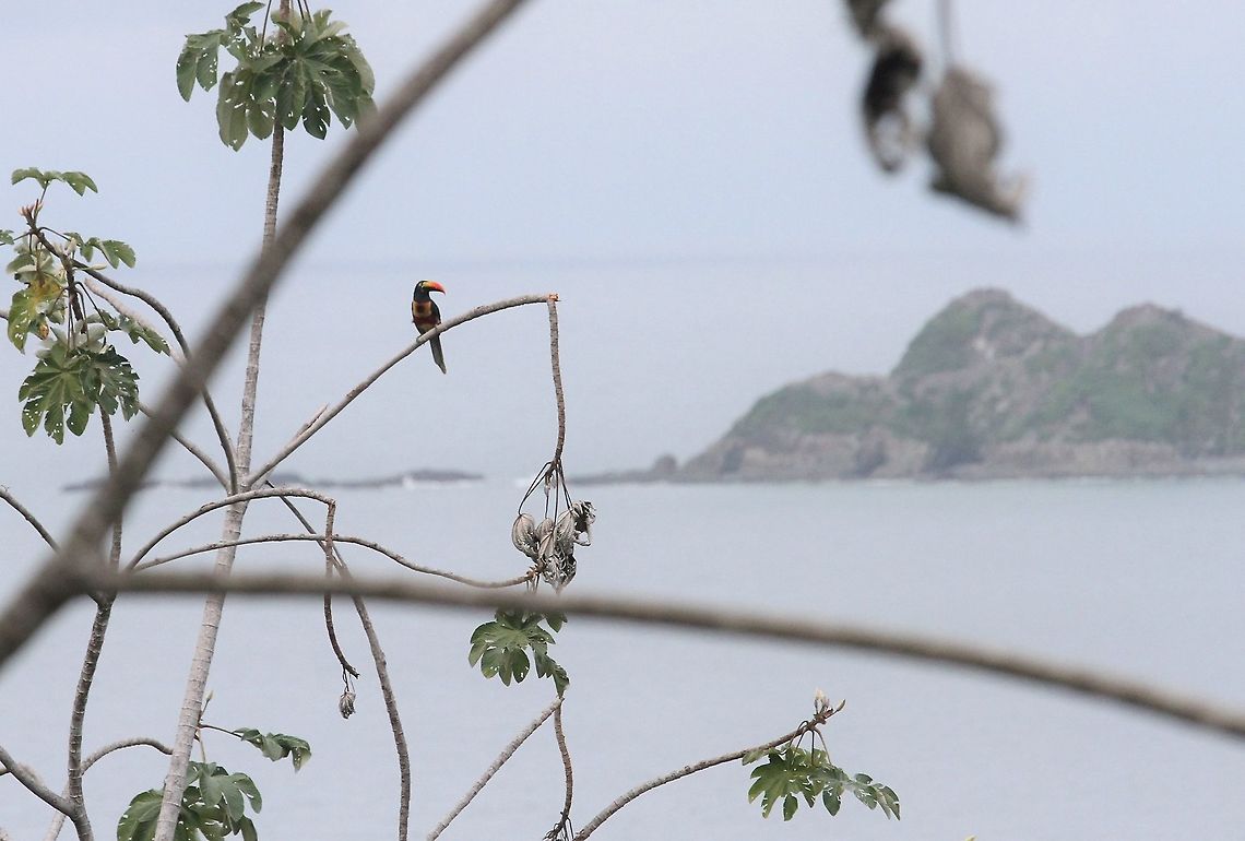 Fiery-billed Aracari with Marino Ballena NP behind Great setting at La Cusinga for beautiful bird Costa Rica,Fiery-billed aracari,Marino Ballena NP,Pteroglossus frantzii,Uvita