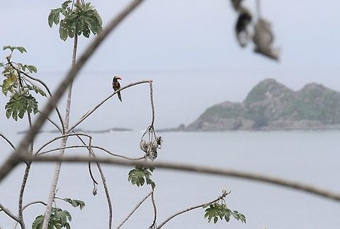 Fiery-billed Aracari with Marino Ballena NP behind Great setting at La Cusinga for beautiful bird Costa Rica,Fiery-billed aracari,Marino Ballena NP,Pteroglossus frantzii,Uvita