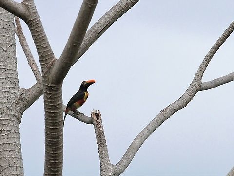 Fiery-billed Aracari At La Cusinga Costa Rica,Fiery-billed aracari,Pteroglossus frantzii,Uvita