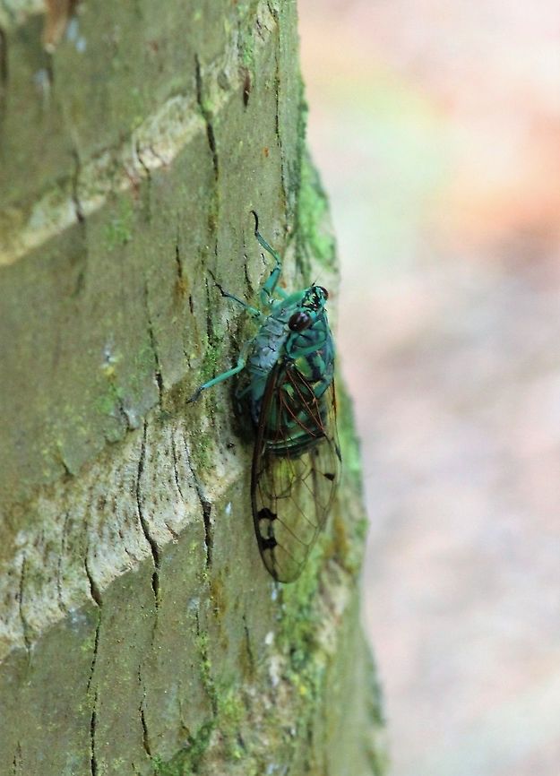 Emerald Cicada All around La Cusinga &amp; with a hearty loud rhythm Costa Rica,Emerald Cicada,Uvita,Zammara smaragdula
