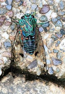 Emerald Cicada, after downpour At La Cusinga Costa Rica,Emerald Cicada,Uvita,Zammara smaragdula
