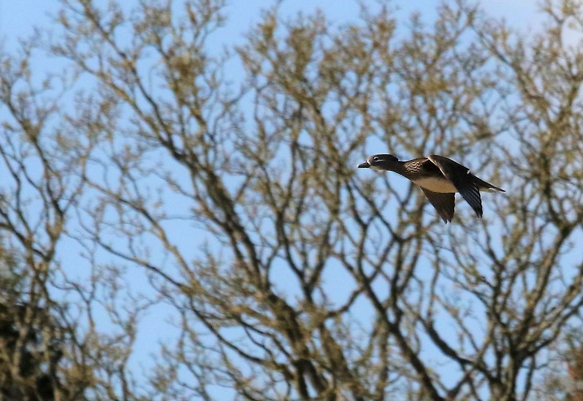 American Wood Duck Presumably an escapee Aix sponsa,Cumbria,Kings Meaburn,Wood duck