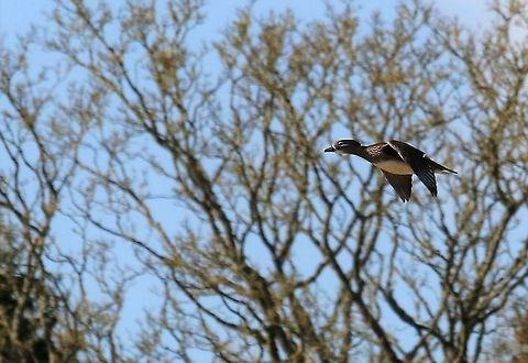 American Wood Duck Presumably an escapee Aix sponsa,Cumbria,Kings Meaburn,Wood duck
