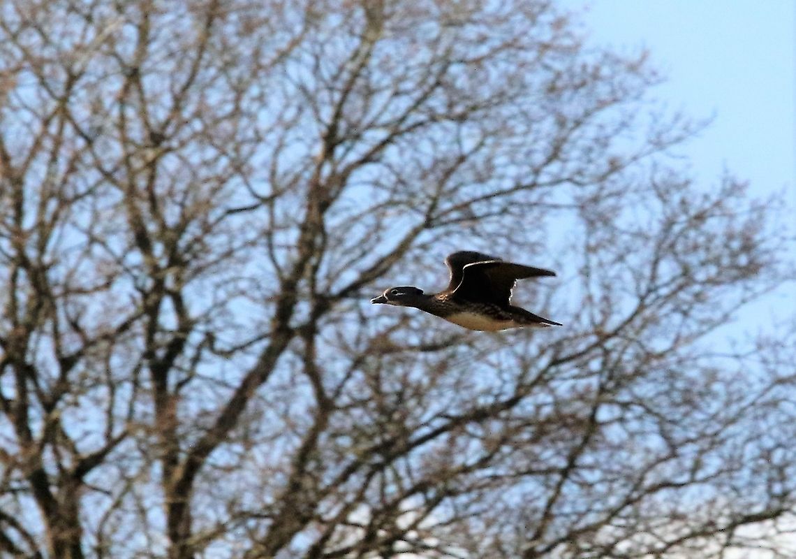 Mandarin Duck in Flight Had mis-identified this as a Wood Duck but it&#039;s a Mandarin. Aix galericulata,Cumbria,Kings Meaburn,Mandarin duck