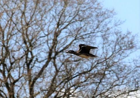 Mandarin Duck in Flight Had mis-identified this as a Wood Duck but it's a Mandarin. Aix galericulata,Cumbria,Kings Meaburn,Mandarin duck