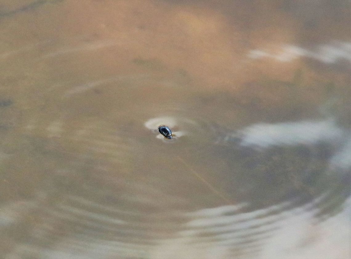 Common Whirligig Beetle, UK  Gyrinus substriatus