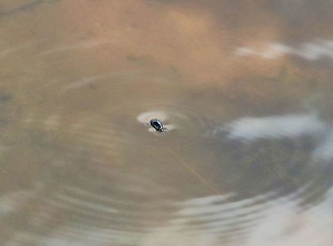 Common Whirligig Beetle, UK  Gyrinus substriatus