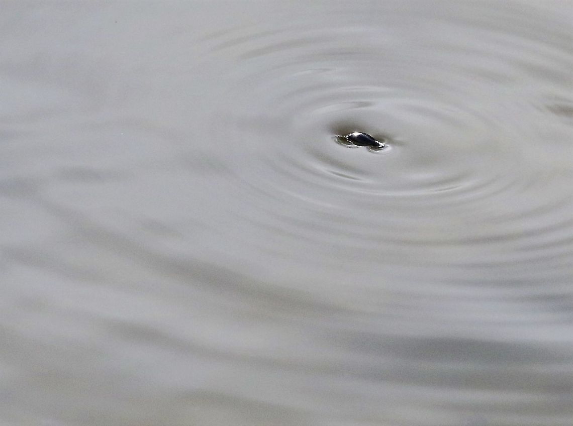Whirligig Beetle, Gyrinus substriatus A flash of random swirls across the water Cumbria,Gyrinus substriatus,Kings Meaburn,whirligig beetle
