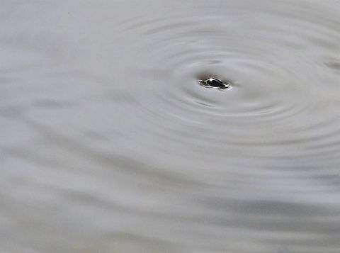 Whirligig Beetle, Gyrinus substriatus A flash of random swirls across the water Cumbria,Gyrinus substriatus,Kings Meaburn,whirligig beetle