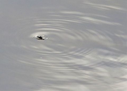 Whirligig beetle, Gyrinus substriatus On the toad pond, tricky little suckers Cumbria,Gyrinus substriatus,Kings Meaburn,Whirligig beetle