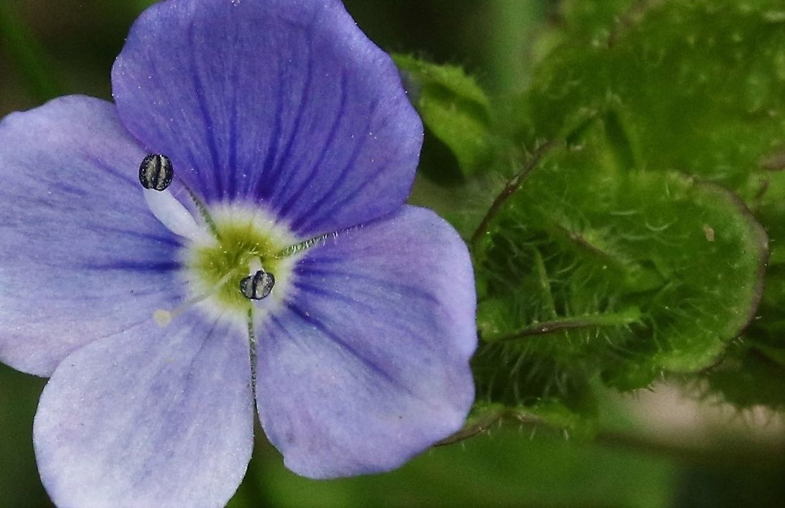 Slender Speedwell Another delightful early blue flower Cumbria,Kings Meaburn,Slender Speedwell,Veronica filiformis