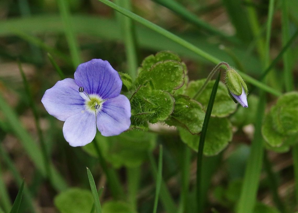 Slender Speedwell A meadow flower species of the speedwell family Cumbria,Kings Meaburn,Slender Speedwell,Veronica filiformis