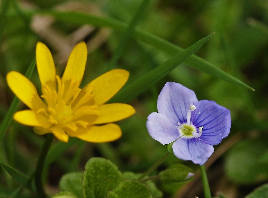 Slender Speedwell A meadow speedwell with celandine behind Cumbria,Kings Meaburn,Slender Speedwell,Veronica filiformis