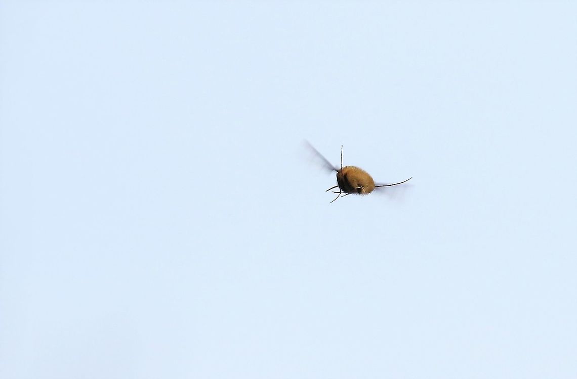 Dark-edged Bee-Fly in flight In flight over hay meadow Bombylius major,Cumbria,Dark-edged Bee-fly,Kings Meaburn