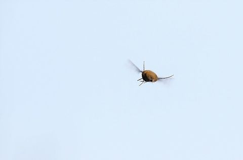 Dark-edged Bee-Fly in flight In flight over hay meadow Bombylius major,Cumbria,Dark-edged Bee-fly,Kings Meaburn