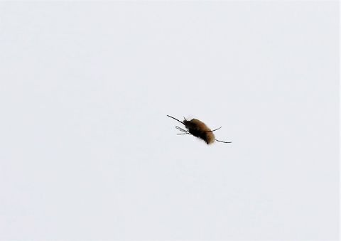 Dark-edged Bee-fly Bee-fly in flight over hay meadow Bombylius major,Cumbria,Dark-edged Bee-fly,Kings Meaburn