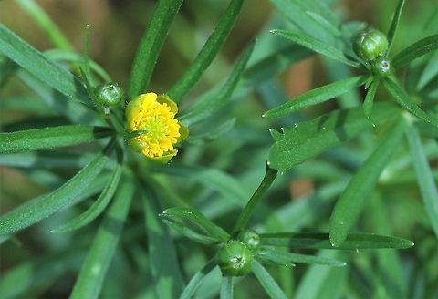 Ranunculus auricomus Damp woodland buttercup from a semi-natural ancient woodland site Cumbria,Goldilocks Buttercup,Kings Meaburn,Ranunculus auricomus