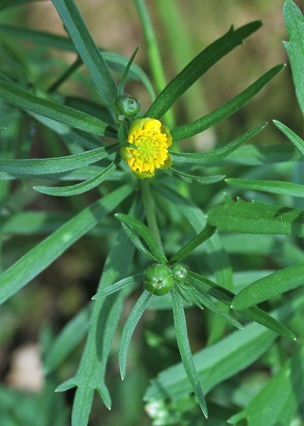 Ranunculus auricomus,  Goldilocks buttercup A damp woodland buttercup from near the Lyvennet Cumbria,Goldilocks Buttercup,Kings Meaburn,Ranunculus auricomus