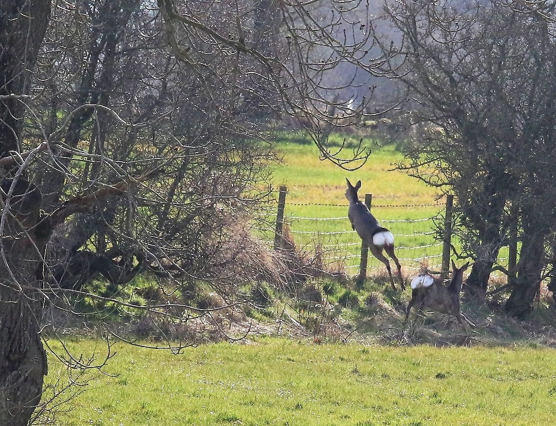 Roe deer jumping - 2 1st one leaps Capreolus capreolus,Cumbria,Kings Meaburn,Roe deer