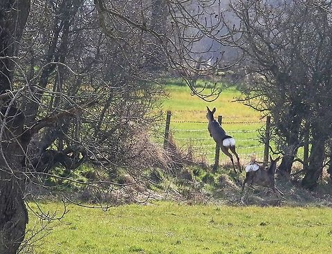 Roe deer jumping - 2 1st one leaps Capreolus capreolus,Cumbria,Kings Meaburn,Roe deer