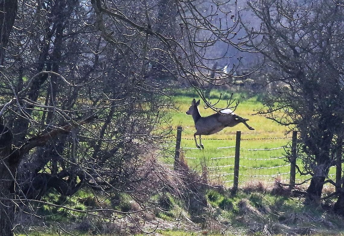 Roe deer jumping - 5 2nd deer up and away! Capreolus capreolus,Cumbria,Kings Meaburn,Roe deer
