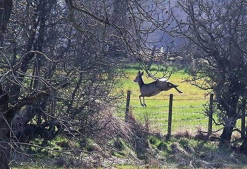 Roe deer jumping - 5 2nd deer up and away! Capreolus capreolus,Cumbria,Kings Meaburn,Roe deer