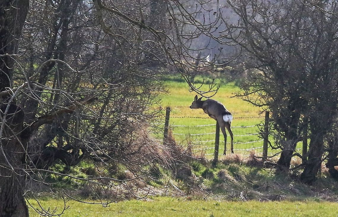 Roe deer jumping - 4 2nd deer leaping, again very finely judged Capreolus capreolus,Cumbria,Kings Meaburn,Roe deer