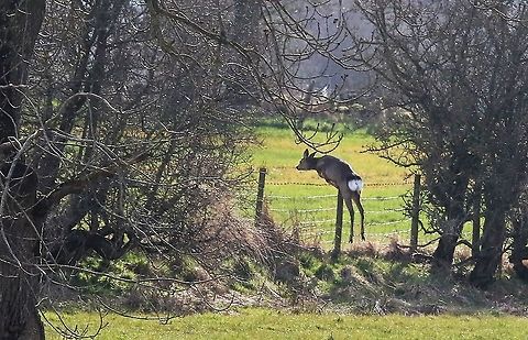 Roe deer jumping - 4 2nd deer leaping, again very finely judged Capreolus capreolus,Cumbria,Kings Meaburn,Roe deer