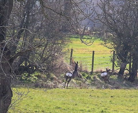 Roe deer jumping - 1 About to jump fence Capreolus capreolus,Cumbria,Kings Meaburn,Roe deer