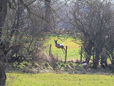 Roe deer jumping - 3 1st deer over - very finely judged leap! Capreolus capreolus,Cumbria,Kings Meaburn,Roe deer