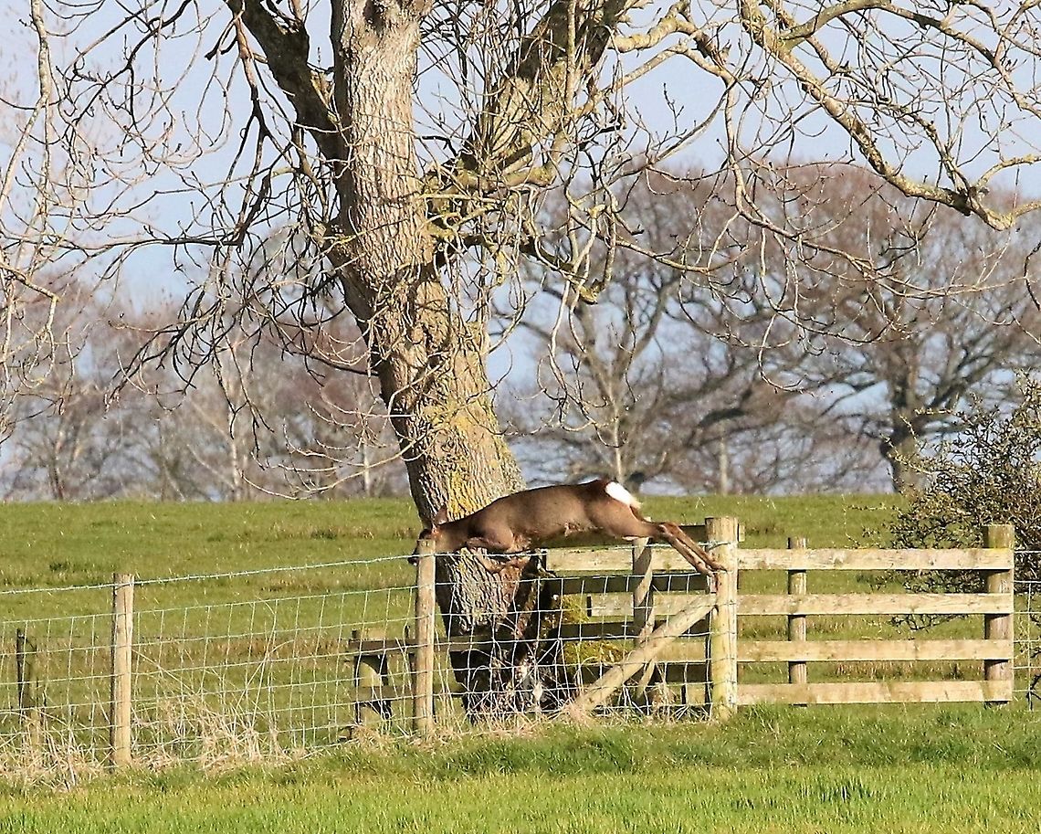 Roe deer doe with another finely judged leap I didn&#039;t realise how finely roe deer seem to judge their leaps till taking these photographs! Capreolus capreolus,Cumbria,Kings Meaburn,Roe deer