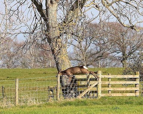 Roe deer doe with another finely judged leap I didn't realise how finely roe deer seem to judge their leaps till taking these photographs! Capreolus capreolus,Cumbria,Kings Meaburn,Roe deer