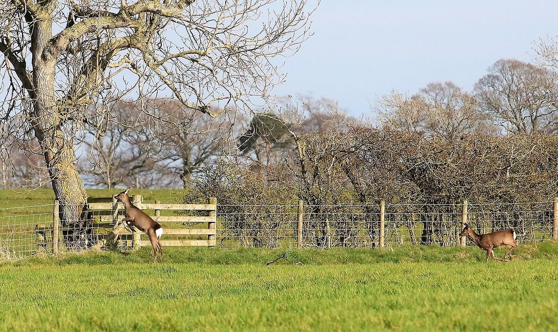 Roe deer doe jumping, followed by buck A doe leaping the fence followed by a buck Capreolus capreolus,Cumbria,Kings Meaburn,Roe deer