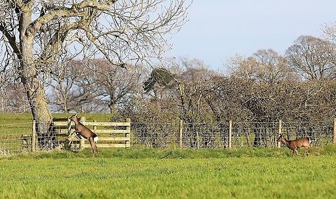 Roe deer doe jumping, followed by buck A doe leaping the fence followed by a buck Capreolus capreolus,Cumbria,Kings Meaburn,Roe deer